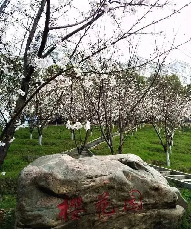 别着急,广信·万汇城旁的武昌理工学院 就是一个赏樱花必不可少的去处