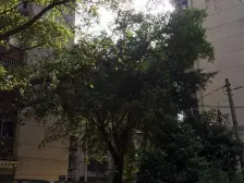 雅竹苑优质好房此房满5唯一楼层高采光充足拎包入住