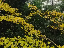 华润西山墅5室3厅南北西