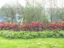 龙盛 绿城两江御园凤栖园四房