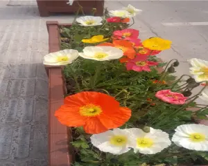 公园世家 3室2厅 西