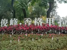 俊峰香格里拉 4室1厅 南