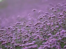 智能品质小区、环境优美、适合老年人居住