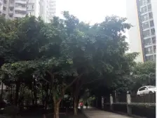 米兰天空 2室1厅 南