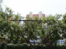 雁栖园雁滩高新区,交通方便,朝南户型大两室采光好