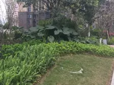 金辉城春上南滨 3室1厅 南
