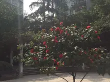 北碚 老城车站旁 电梯三房 有露台