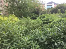 老城区 兴旺华都二房41万