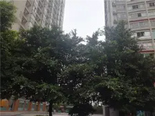 南坪 天龙城市花园二房85万