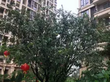 保利生态城 带装修别墅, 诚意出售,