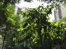 杨家坪步行街旁 新华苑 两房出售 住家安静