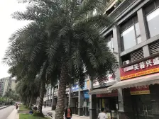恒大绿洲B区 4室2厅 东南