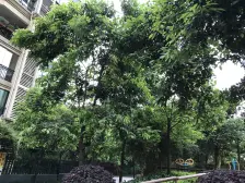 恒大绿洲 2室1厅 东南