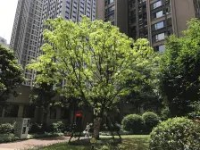 杨家坪 保利花半里一期(玫瑰园)三房150万
