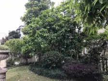 恒大绿洲 3室2厅 东南