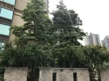 带100多平花园杨家坪步行街精装2房