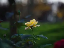 李家沱 蓝光林肯公园(别墅)五房390万