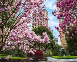 雅居乐富春山居 5室2厅 南 北