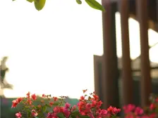 沙田碧桂园别墅 带前后花园 带车位,随时看房