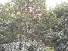 北蔡·星河湾·2室·1厅