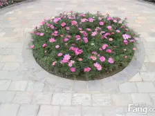 凤凰名城 3室2厅 南 北