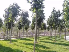 户型方正 四开间朝南 游乐园式小区花园 五星物业