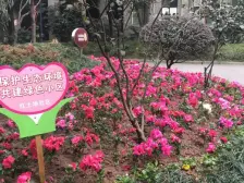 观音桥九街(6号线10号线)长安丽都精装一室