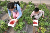 草莓采摘游园会