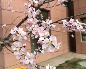 精装,拎包住,房本满五, 楼层好 采光好 视野宽阔