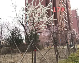 荣盛楠湖郦舍,精装修,领包入住,看房方便