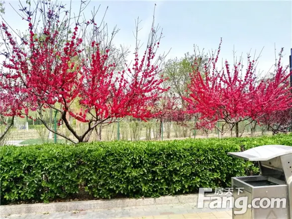 金色漫香林实景图