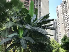 桃源丽景盘龙商圈 业主诚心出售