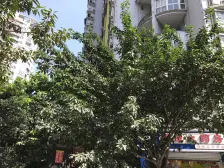 石坪桥 阳光心悦二房49.5万