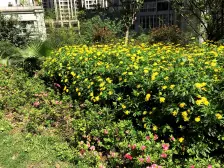 石坪桥 紫苑COSMO时代三房86万