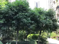 石坪桥 同创鸥翔云湖郡二房63万