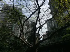 渝中区大坪华宇楼盘 正规大三房 通透户型 两梯四户